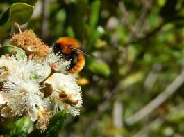 ABEJORRO CHILENO o MOSCARDÓN en PELIGRO de EXTINCIÓN