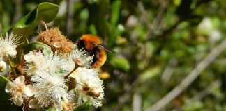 ABEJORRO CHILENO o MOSCARDÓN en PELIGRO de EXTINCIÓN