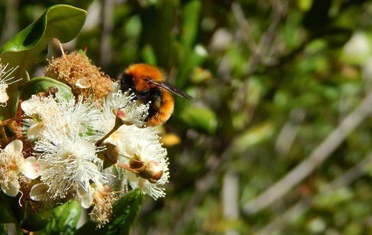 ABEJORRO CHILENO o MOSCARDÓN en PELIGRO de EXTINCIÓN