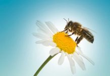 Campaña para salvar a las abejas
