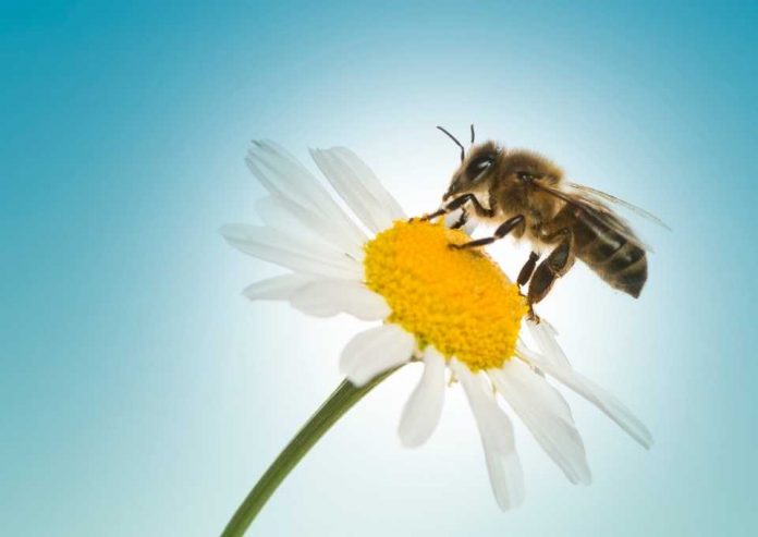 Campaña para salvar a las abejas
