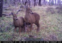 Cámaras trampa registran nueva familia de huemules en Reserva Nacional Ñuble