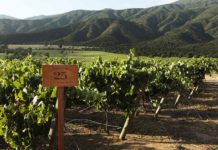 Día Mundial del Agua: Viñas Chilenas y proyectos para ahorrar este recurso