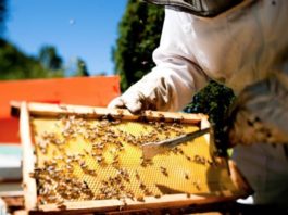 Inocuidad y Valorización de Mieles Chilenas