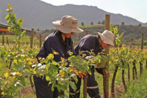 Ya es una certeza que la ropa adecuada en el trabajo agrícola, reduce los  riesgos de accidentes y mejora la productividad en la industria. - Portal  Agro Chile