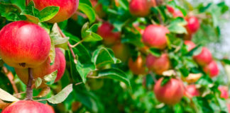 Análisis de la temporada frutícola y futuro de las agroexportaciones serán temas claves en el octavo encuentro internacional Agrotrade Chile 2023