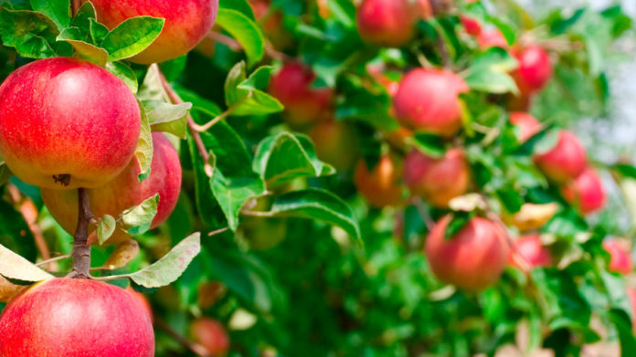 Análisis de la temporada frutícola y futuro de las agroexportaciones serán temas claves en el octavo encuentro internacional Agrotrade Chile 2023