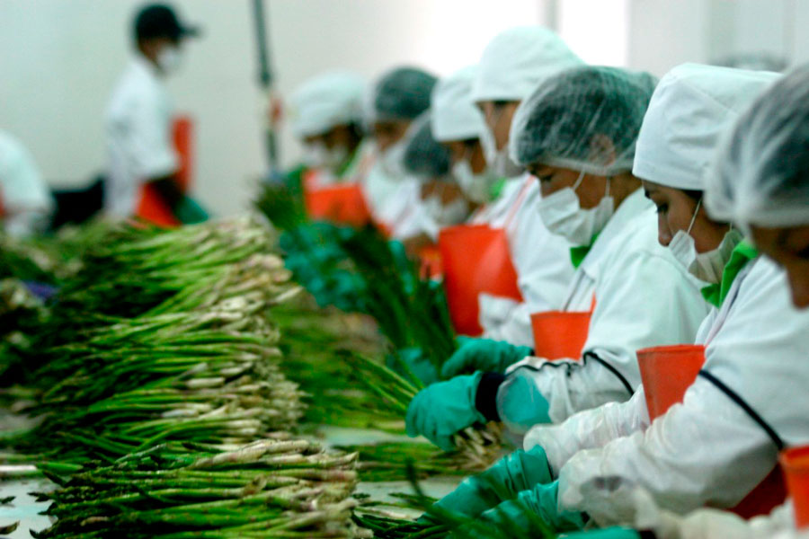 Ya es una certeza que la ropa adecuada en el trabajo agrícola, reduce los  riesgos de accidentes y mejora la productividad en la industria. - Portal  Agro Chile