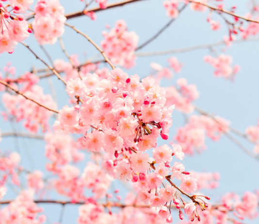 Floración de Cerezos en Japón ¿Cuándo se pondrán en flor?
