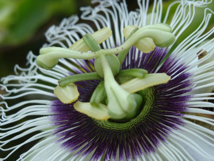 flor de maracuyá