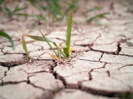Gen tolerante sequia