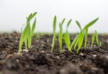 Cultivos sustentables