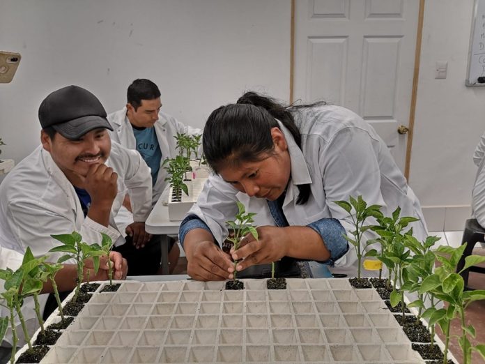 injertos vegetales