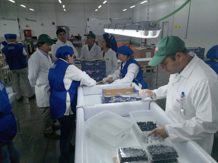 Inspección de Fruta Fresca