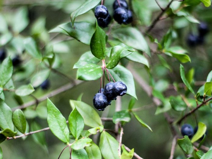 Lobesia botrana