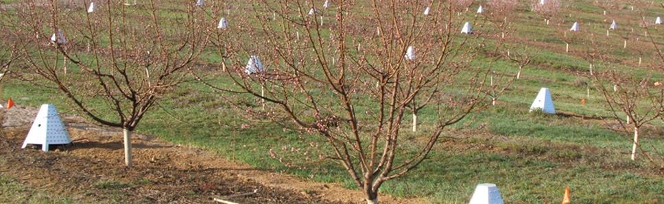 Calefactores Control de Heladas