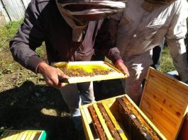 Presentarán proyecto que busque reimpulsar Centro Apícola de Los Ángeles Apicultores