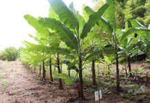 bananos Isla de Pascua