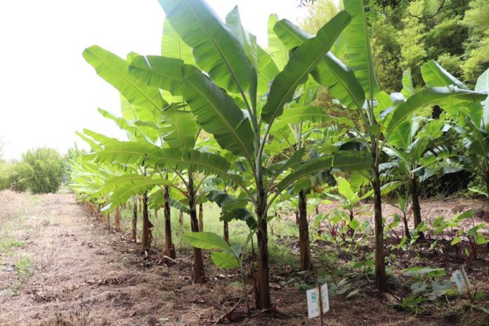 bananos Isla de Pascua