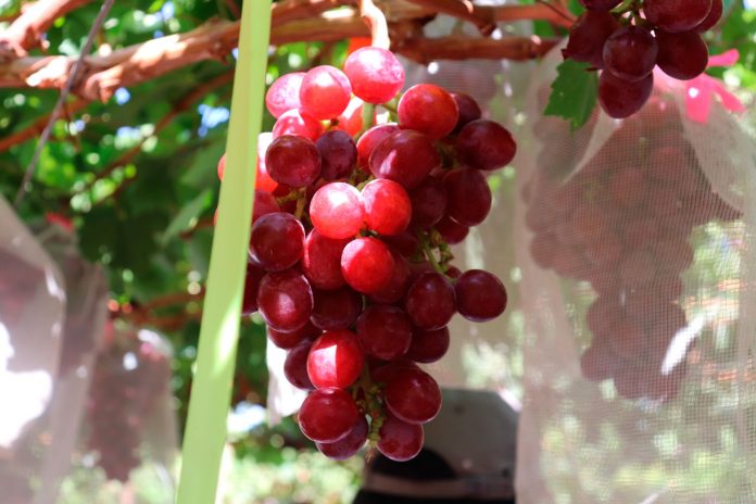 Uvas de mesa