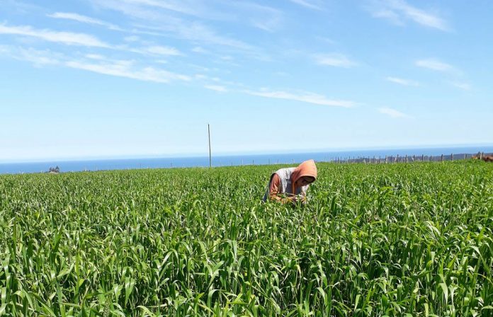 pulgones del trigo