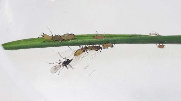Oviposición