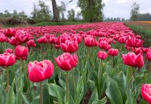 Bulbos tulipanes
