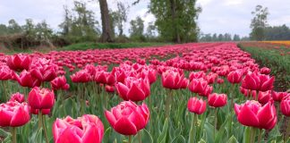 Bulbos tulipanes