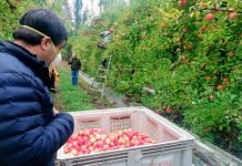 Cosecha de manzanas