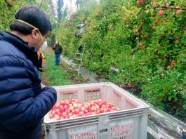 Cosecha de manzanas