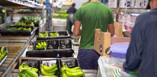 IICA Agricultura y la Seguridad Alimentaria