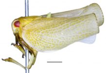 Acanalonia chloris “chicharritas”