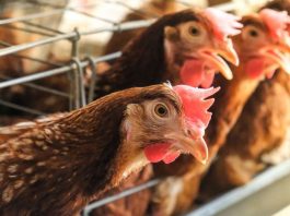 SAG recupera condición sanitaria de País Libre de Influenza Aviar para Chile Influenza Aviar