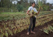 El manejo de la sanidad vegetal en Rapa Nui