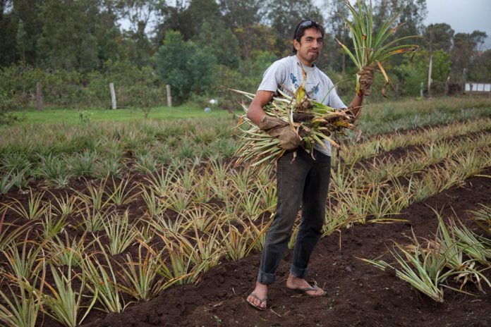 El manejo de la sanidad vegetal en Rapa Nui