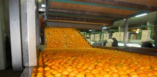 fruta fresca en mercados de Estados Unidos