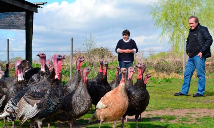 pavos criollos
