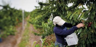 estrategias de apoyo a agricultores