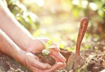 amor por las plantas