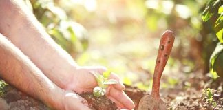 amor por las plantas