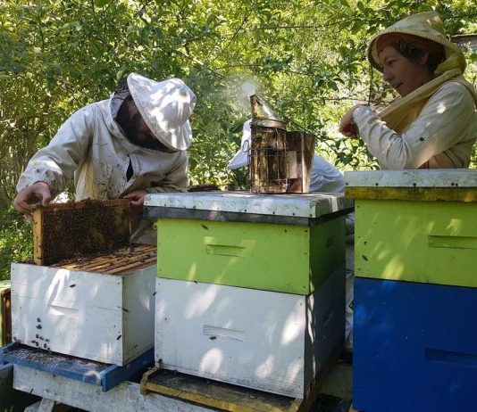Hoy más que nunca las Abejas son fundamentales en la Producción de Alimentos Día Mundial de la Abeja