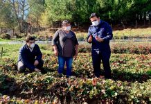 agricultores de PRODESAL