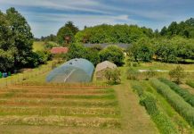 LA PANDEMIA DEL COVID-19 Y LA AGROECOLOGÍA