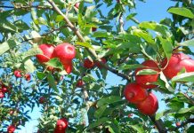 consumo de fruta fresca