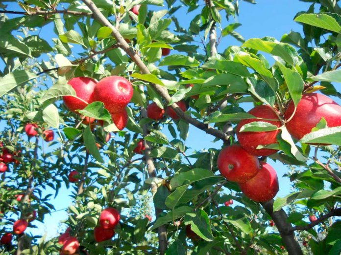 consumo de fruta fresca