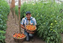 productor agricultura limpia