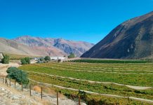 Uva de Mesa de los valles de Atacama