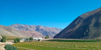 Uva de Mesa de los valles de Atacama
