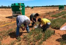 Ensayo INIA evalúa 70 ecotipos dealfalfa