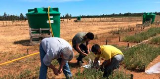 Ensayo INIA evalúa 70 ecotipos dealfalfa